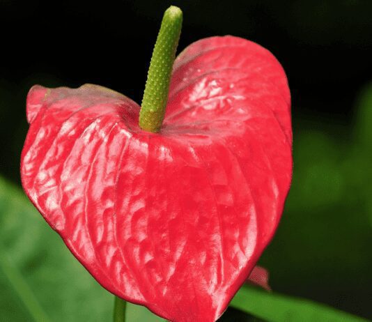 Pink Princess Philodendron Detailed Grow Tips Pink Princess Philodendron