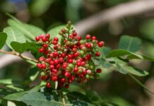 You Won’t Find Pistachios On A Pistacia Tree