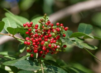 You Won’t Find Pistachios On A Pistacia Tree