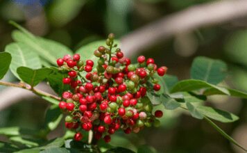 You Won’t Find Pistachios On A Pistacia Tree