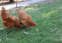 Raising Chickens In Your Backyard: 6 Best Steps For Raising Chickens For Eggs Raising Chickens