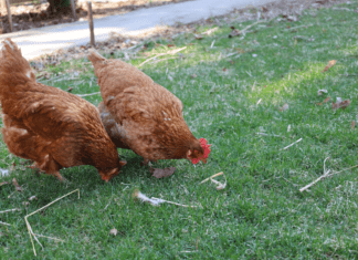 Raising Chickens In Your Backyard: 6 Best Steps For Raising Chickens For Eggs Raising Chickens