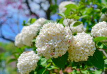 Snowball Bush Viburnum Grow And 3 Care Tips Snowball Bush Viburnum