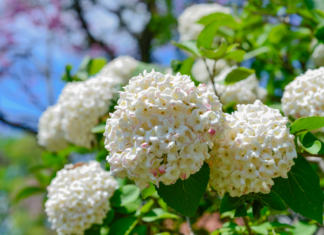 Snowball Bush Viburnum Grow And 3 Care Tips Snowball Bush Viburnum