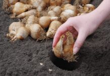 8 Exotic Summer-Blooming Bulbs Summer-Blooming Bulbs