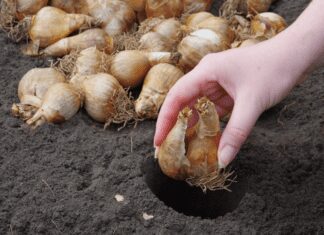 8 Exotic Summer-Blooming Bulbs Summer-Blooming Bulbs