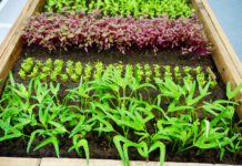 How to Grow A Vegetable Garden In A Small Place How to Grow a Vegetable Garden