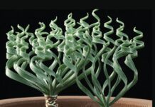 Trachyandra Tortilis: Important Grow And Care Tips trachyandra tortilis