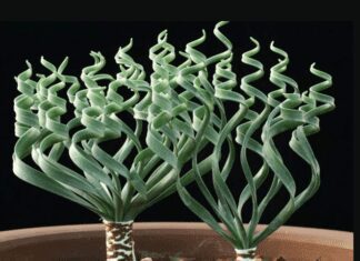 Trachyandra Tortilis: Important Grow And Care Tips trachyandra tortilis