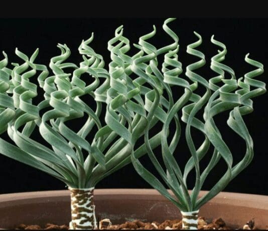Trachyandra Tortilis: Important Grow And Care Tips trachyandra tortilis