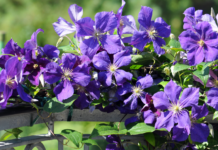 Virgin’s Bower: Invasive Or Not? virgin's bower