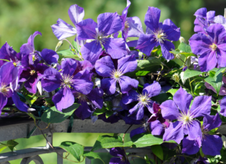 Virgin’s Bower: Invasive Or Not? virgin's bower