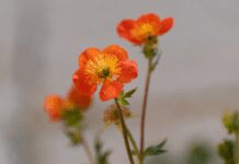 Avens Flower Is Rose Family Perennial Avens
