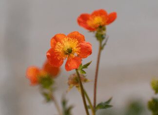 Avens Flower Is Rose Family Perennial Avens