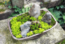 Bonsai Garden: 4 Easy Steps To Design Miniature Bonsai Garden Bonsai Garden