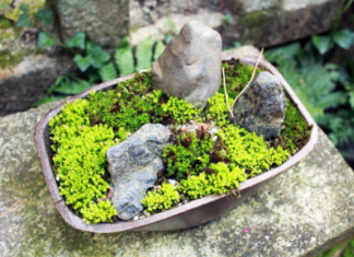 Bonsai Garden: 4 Easy Steps To Design Miniature Bonsai Garden Bonsai Garden