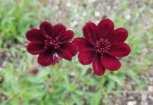 Chocolate Flower: 9 Delicious Chocolate Scent Flowers Chocolate Flower