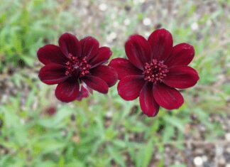 Chocolate Flower: 9 Delicious Chocolate Scent Flowers Chocolate Flower