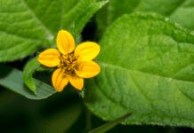 GoldenStar Is 1 Great Wild Garden Star Golden Star - chrysogonum virginianum