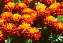 Can Marigolds Ward Off Garden Pests? 4 Amazing Benefits Having Marigolds In Your Garden Marigolds