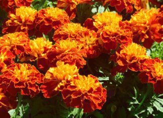 Can Marigolds Ward Off Garden Pests? 4 Amazing Benefits Having Marigolds In Your Garden Marigolds