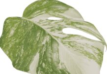 Monstera Aurea Marmorata Variegata: 11 Key Tips For Growing Monstera Aurea Marmorata Variegata