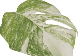 Monstera Aurea Marmorata Variegata: 11 Key Tips For Growing Monstera Aurea Marmorata Variegata