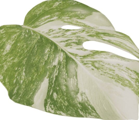 Monstera Aurea Marmorata Variegata: 11 Key Tips For Growing Monstera Aurea Marmorata Variegata