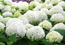 White Hydrangeas: 1 Simple Guide To Potting, Pruning and Propagating White Hydrangeas