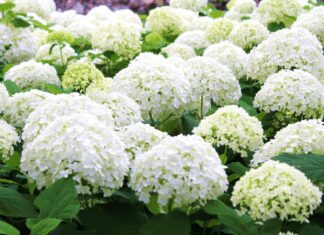 White Hydrangeas: 1 Simple Guide To Potting, Pruning and Propagating White Hydrangeas