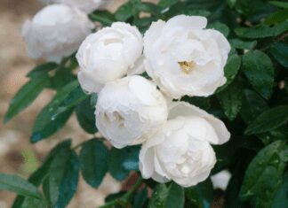 Rosa Hybrid Is 1 Amazing Addition In Garden floribundas rose