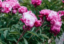 4 Most Popular Peonies You Must Have In Garden peonies