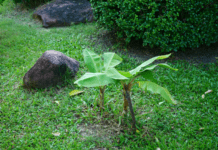 6 Crucial Steps To Growing Healthy Banana Tree Banana trees