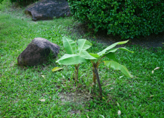 6 Crucial Steps To Growing Healthy Banana Tree Banana trees