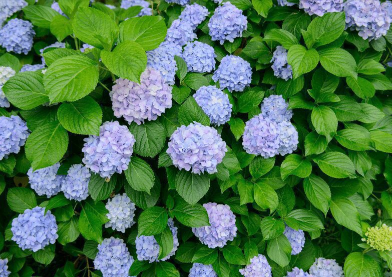 Bigleaf Hydrangea Hydrangea macrophylla