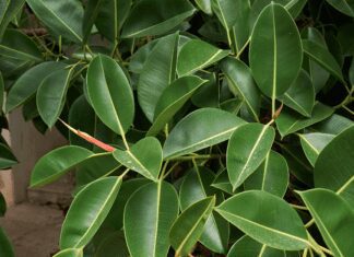 Ficus Tineke: 6 Essential Tips For Growing And Caring For Rubber Plant Ficus Tineke