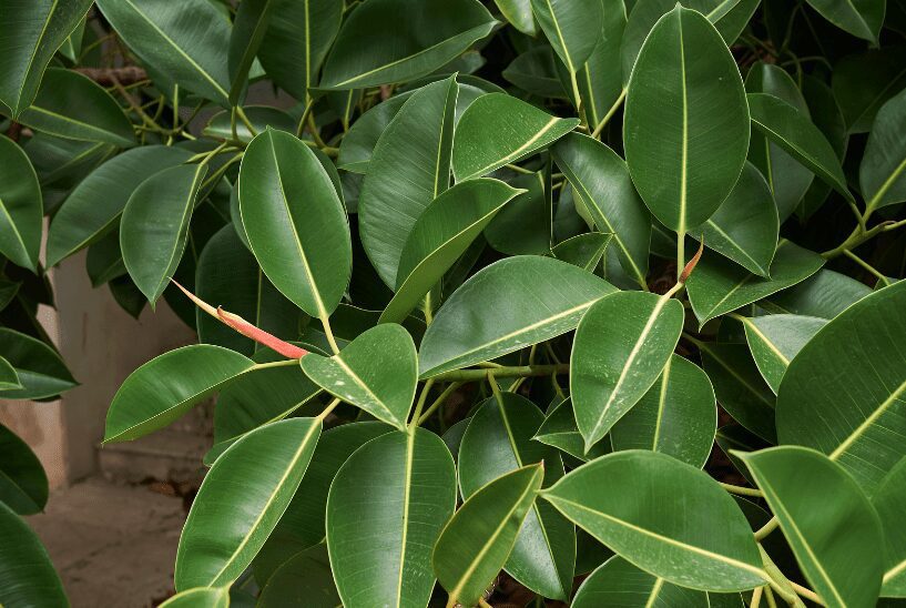 Ficus Tineke