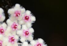 Hoya Obovata: How to Grow and Enjoy this Rare Blue Flower Hoya Obovata