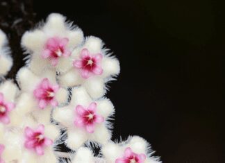 Hoya Obovata: How to Grow and Enjoy this Rare Blue Flower Hoya Obovata