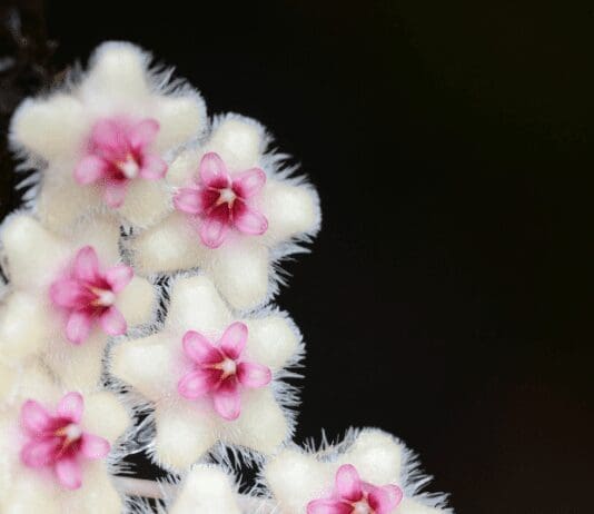 Hoya Obovata: How to Grow and Enjoy this Rare Blue Flower Hoya Obovata