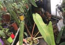 Philodendron Spiritus Sancti Philodendron Spiritus Sancti