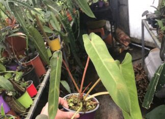 Philodendron Spiritus Sancti Philodendron Spiritus Sancti