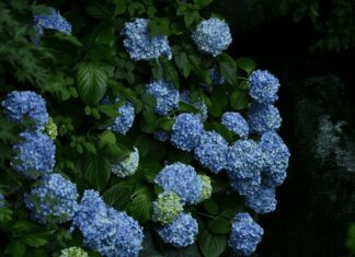 How To Have Blue Hydrangeas: 6 Secrets To Growing Beautiful Blue Hydrangea Flowers blue hydrangea