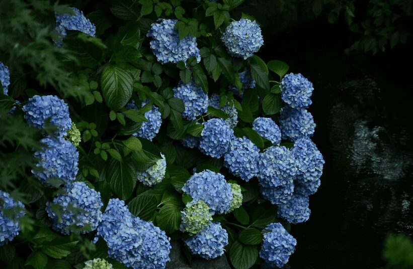 blue hydrangea