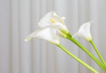 Calla Lily Plant: How to plant and take care of it? Best Potting Soils