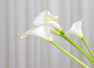 Calla Lily Plant: How to plant and take care of it? Best Potting Soils