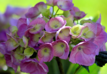 Endless Summer Hydrangeas Growing Guide: Planting, Care & Blooming Tips (2024 Update) Endless Summer Hydrangeas