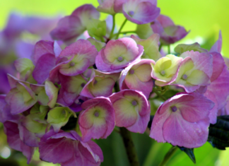 Endless Summer Hydrangeas Growing Guide: Planting, Care & Blooming Tips (2024 Update) Endless Summer Hydrangeas