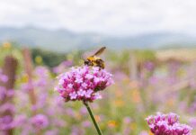 The Best 5 Ways To Get Bees To Your Garden Get Bees To Your Garden