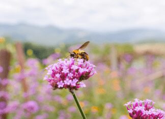 The Best 5 Ways To Get Bees To Your Garden Get Bees To Your Garden